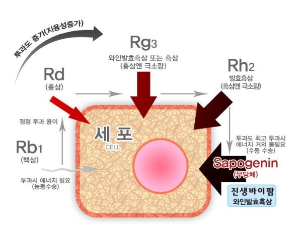 각 단계별 사포닌의 세포 투과 예상도(진생바이팜 제공)©열린뉴스통신