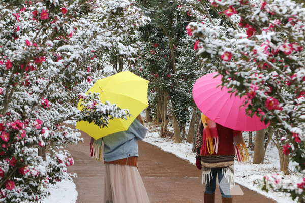 천사 섬 정원 애기동백  ©신안군