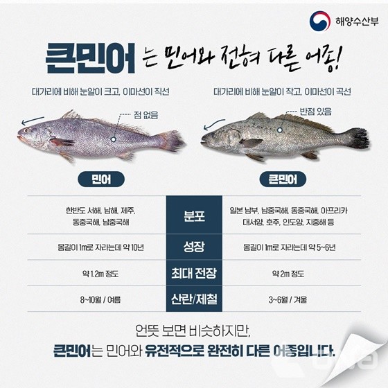신안군 임자도, 제16회 섬 민어축제 개최