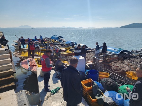 2026년산 곱창 김 위판 모습©신안군