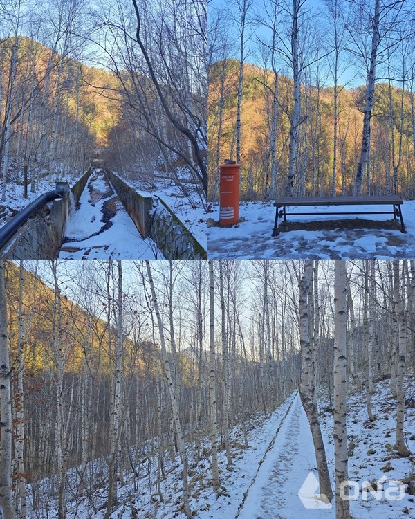 지지리골 자작나무 숲.©열린뉴스통신ONA 최선혜 기자