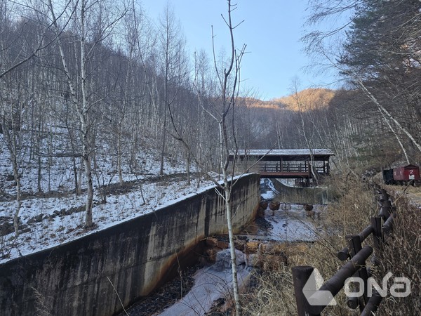 지지리골 자작나무 숲.©열린뉴스통신ONA 최선혜 기자