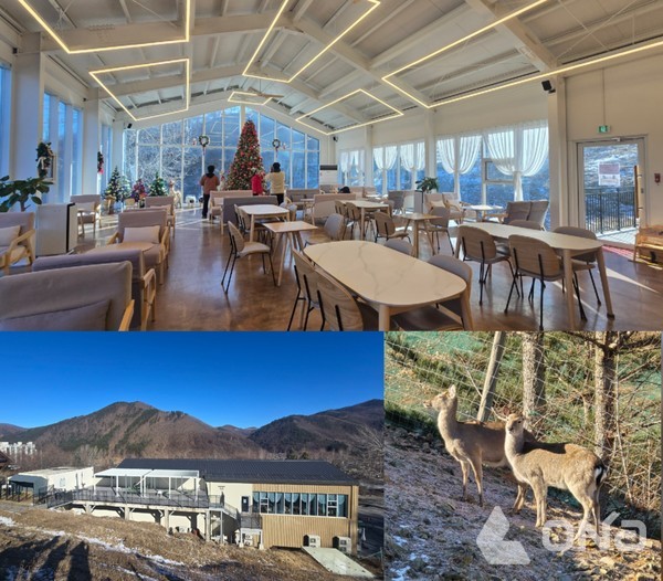 '초록뿔농원'에서 만난 꽃사슴은 겨울을 맞아 무늬를 감췄다.©열린뉴스통신ONA 최선혜 기자