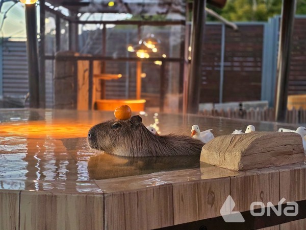 카피바라가 따뜻한 온수풀에 몸을 맡긴 채 머리 위에 귤을 얹고, 붉게 물드는 노을을 바라보고 있다.©열린뉴스통신ONA