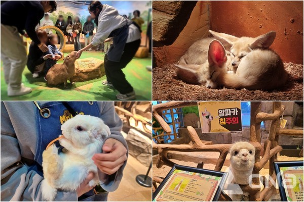 모모쥬 동물원.©열린뉴스통신ONA