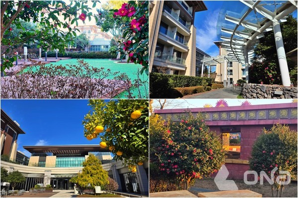 제주신화월드 단지 곳곳에서 붉게 만개한 동백꽃과 탐스럽게 익은 감귤 나무를 감상할 수 있었다.©열린뉴스통신ONA