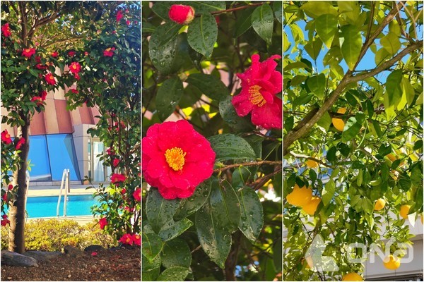 제주신화월드에서 만난 겨울 풍경.©열린뉴스통신ONA