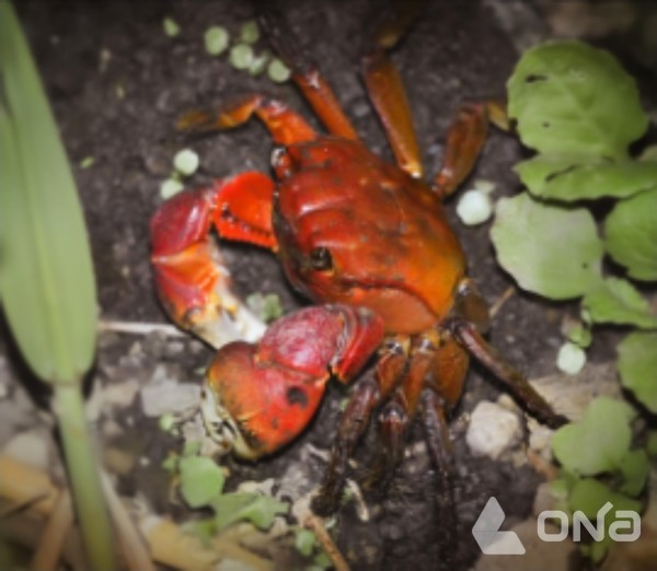 붉은발말똥게(사진=국립생태원)©열린뉴스통신ONA