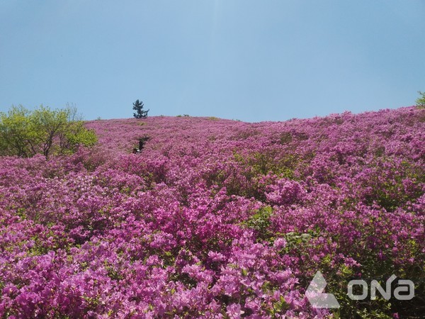 일림산 철쭉군락지 전경©보성군
