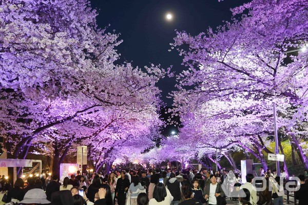 지난해 야간 벚꽃축제 현장. (제공=한국마사회)©열린뉴스통신ONA