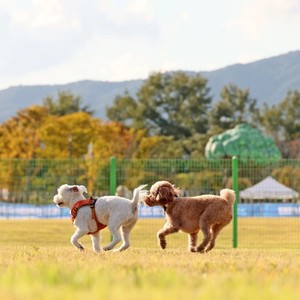 임실군, 반려견 동반 여행 프로그램 운영...'펫투어'로 관광 활력 불어... - 뉴스 썸네일 이미지